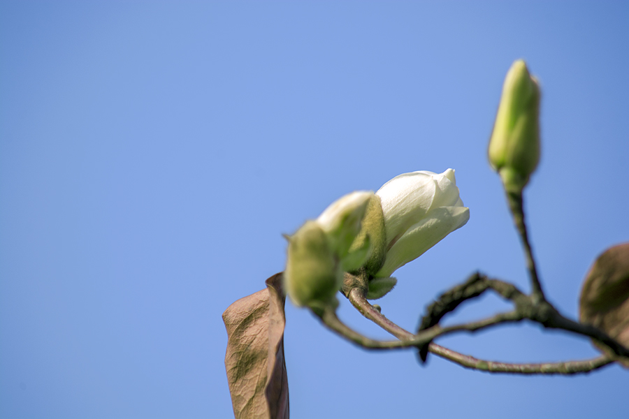 DSC_1084.jpg