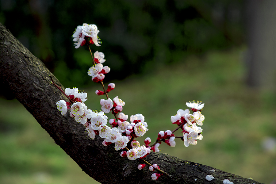 DSC_1371.jpg