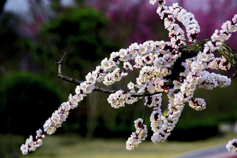 DSC_1392.jpg