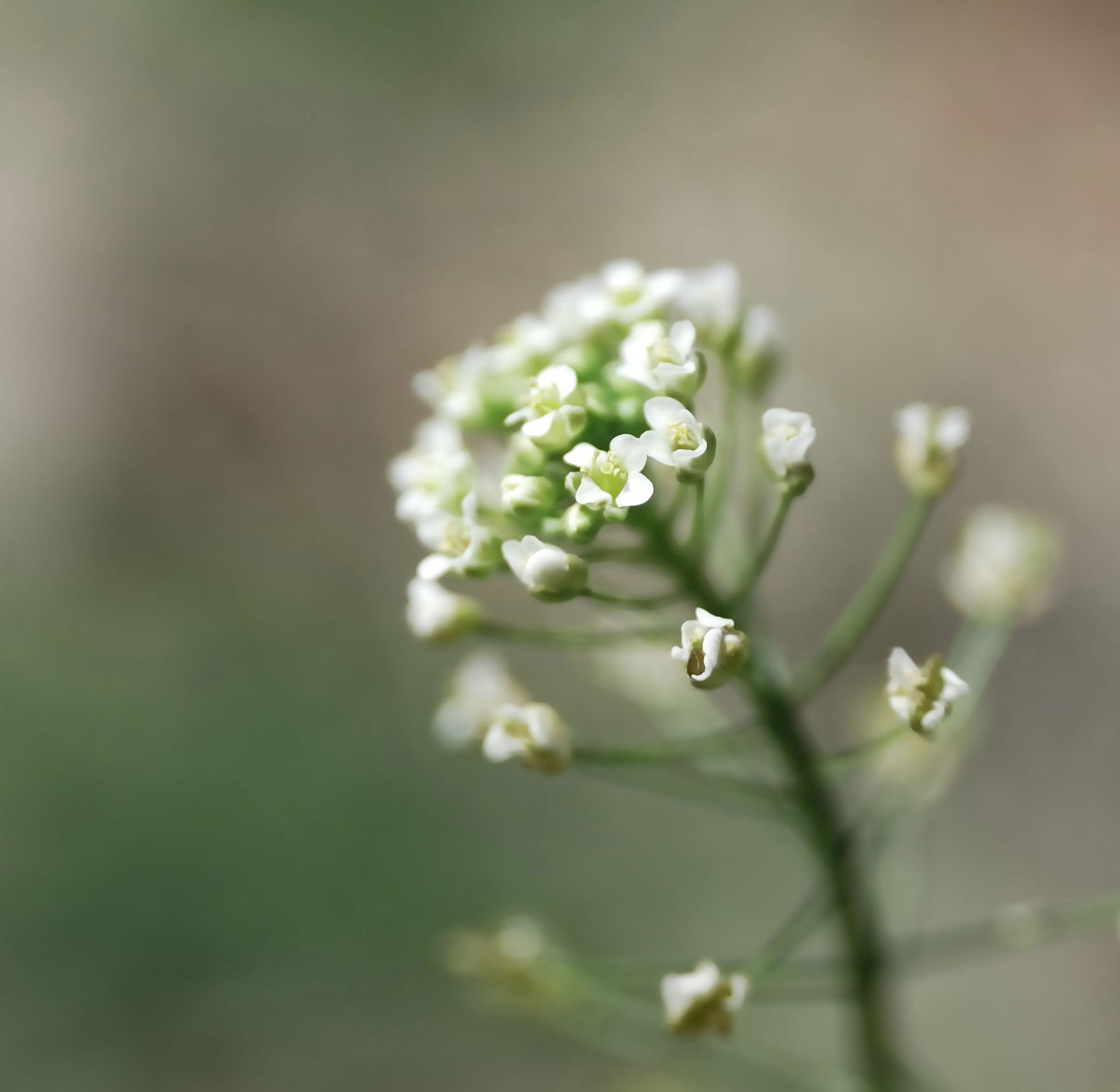 DSC_6056.jpg