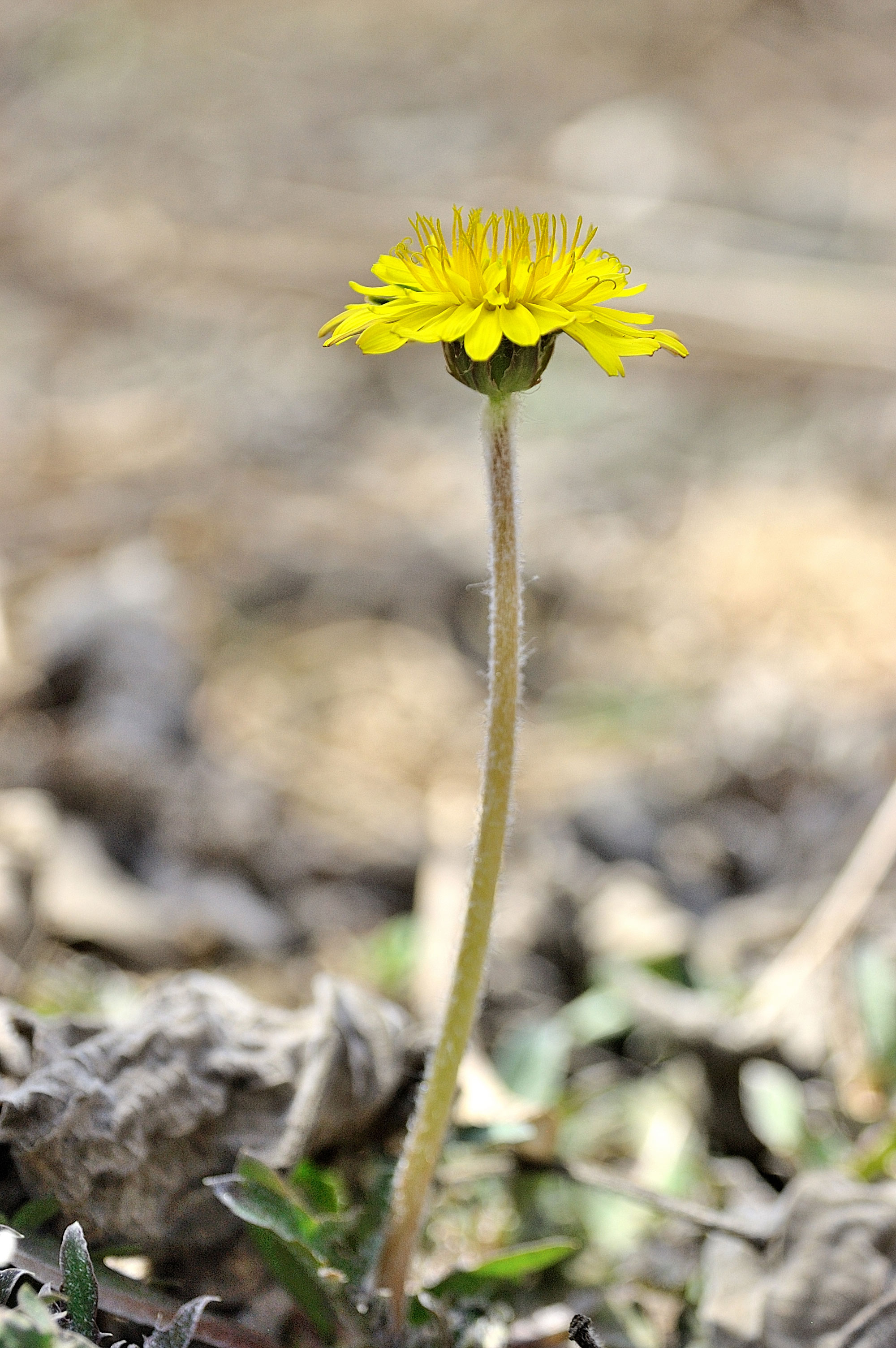 DSC_6063.jpg