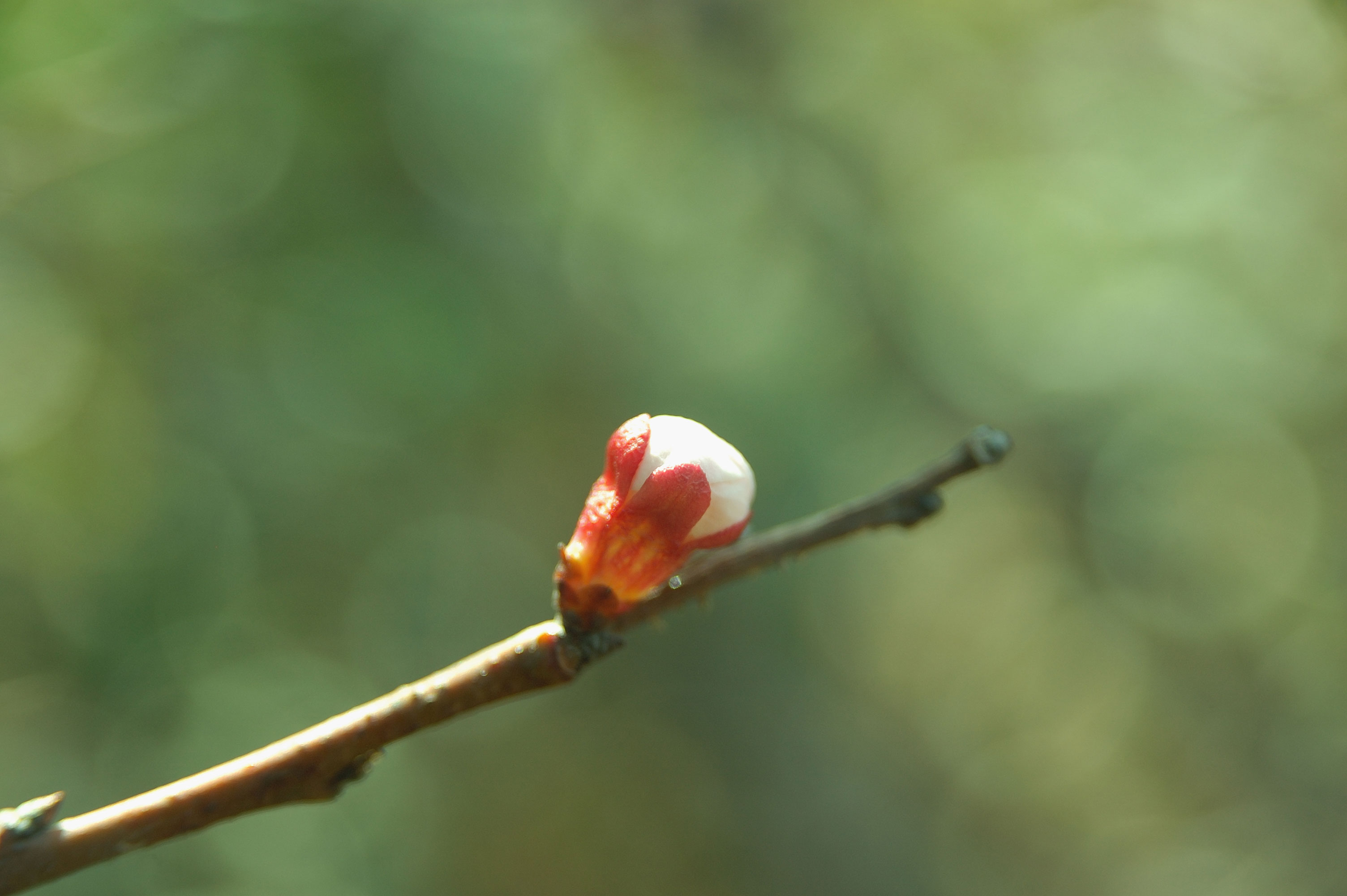 DSC_6068.jpg
