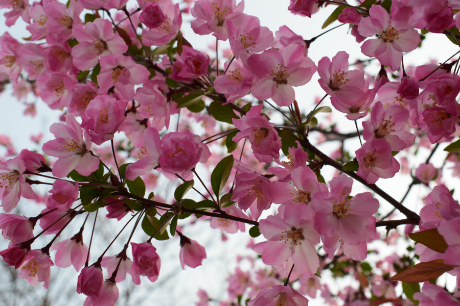DSC_7931.jpg