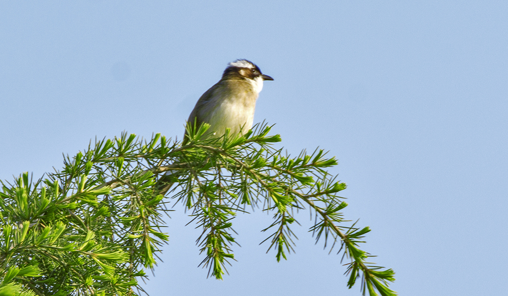 DSC_2775.jpg