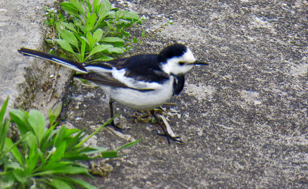 DSC_2757.jpg