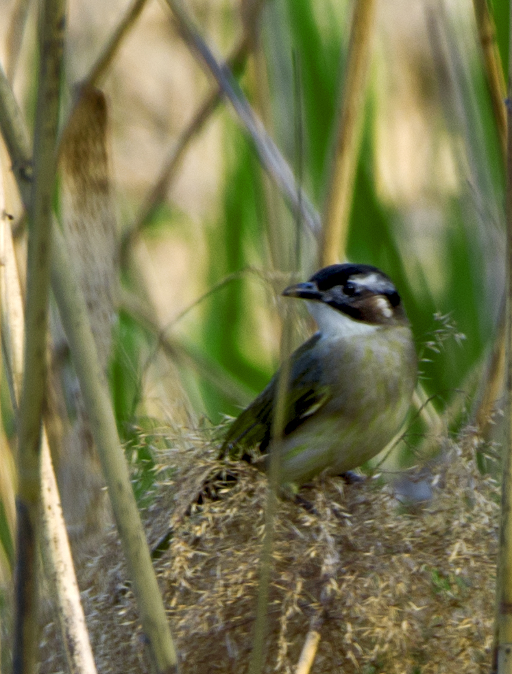 DSC_2780.jpg
