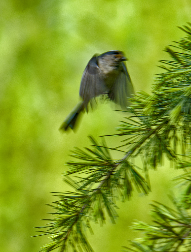 DSC_2784.jpg
