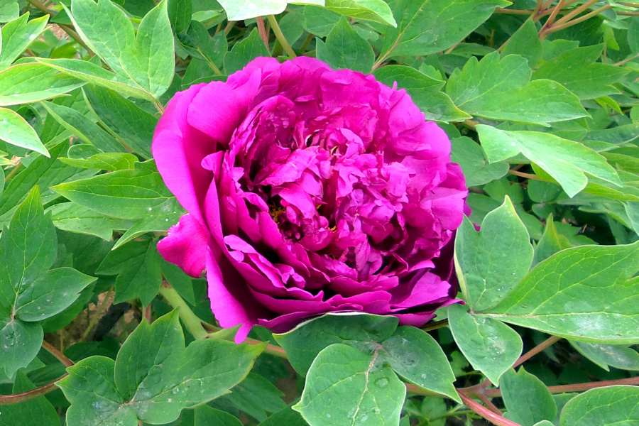 DSC_2986.jpg