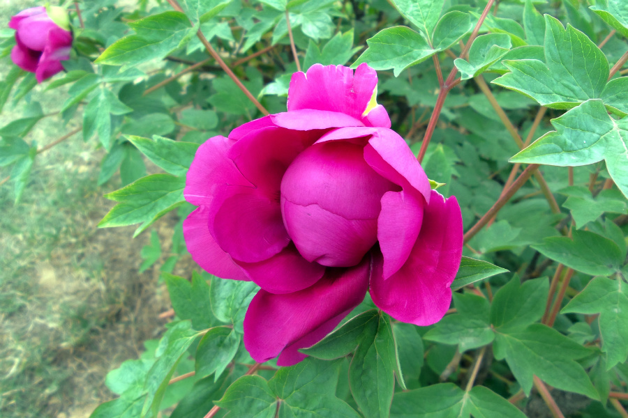 DSC_2995.jpg