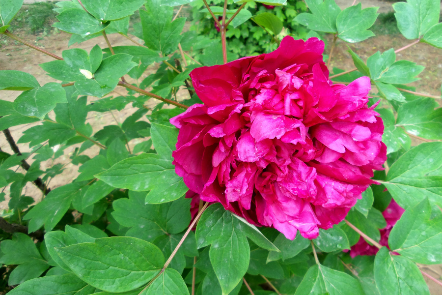DSC_5655.jpg