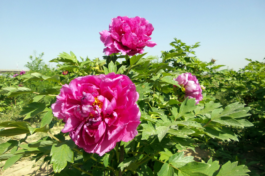 DSC_6304.jpg