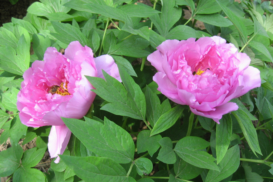 DSC_8021.jpg