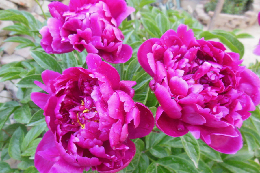 DSC_8024.jpg