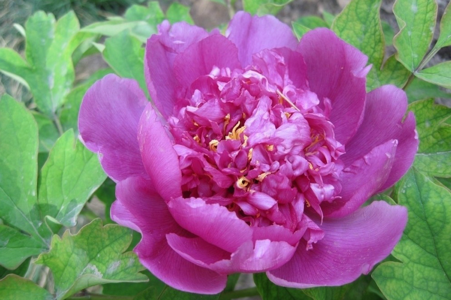 DSC_8030.jpg