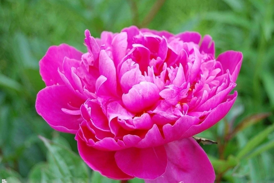 DSC_8037.jpg