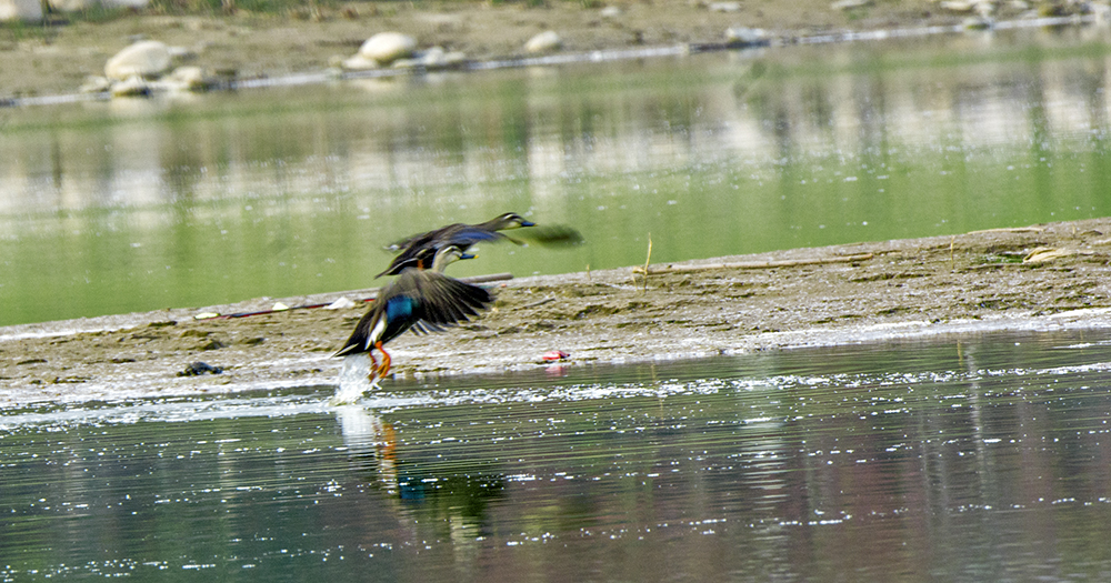 DSC_2919.jpg