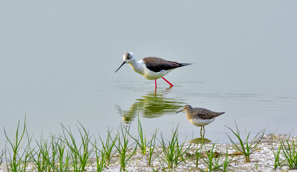 DSC_2814.jpg