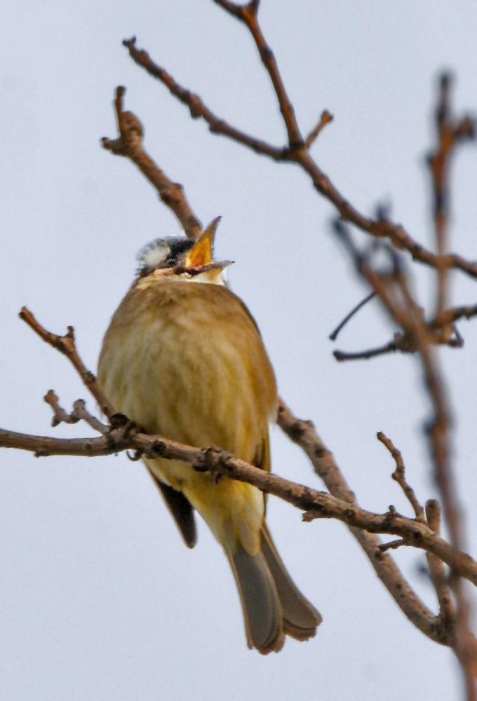 DSC_2893.jpg