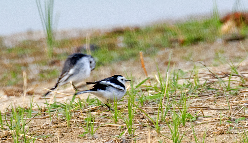 DSC_2869.jpg