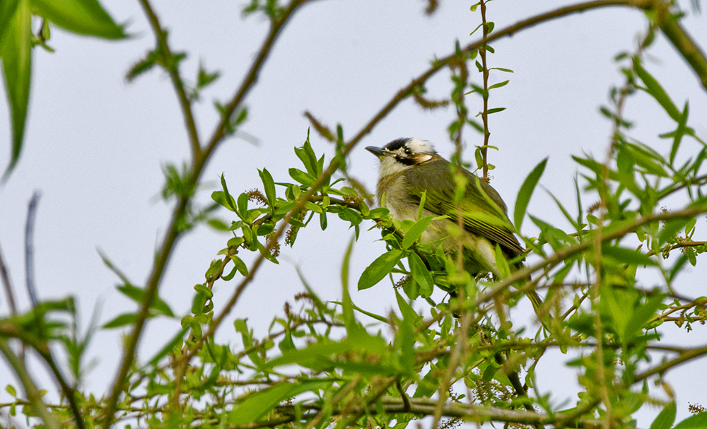 DSC_2900.jpg