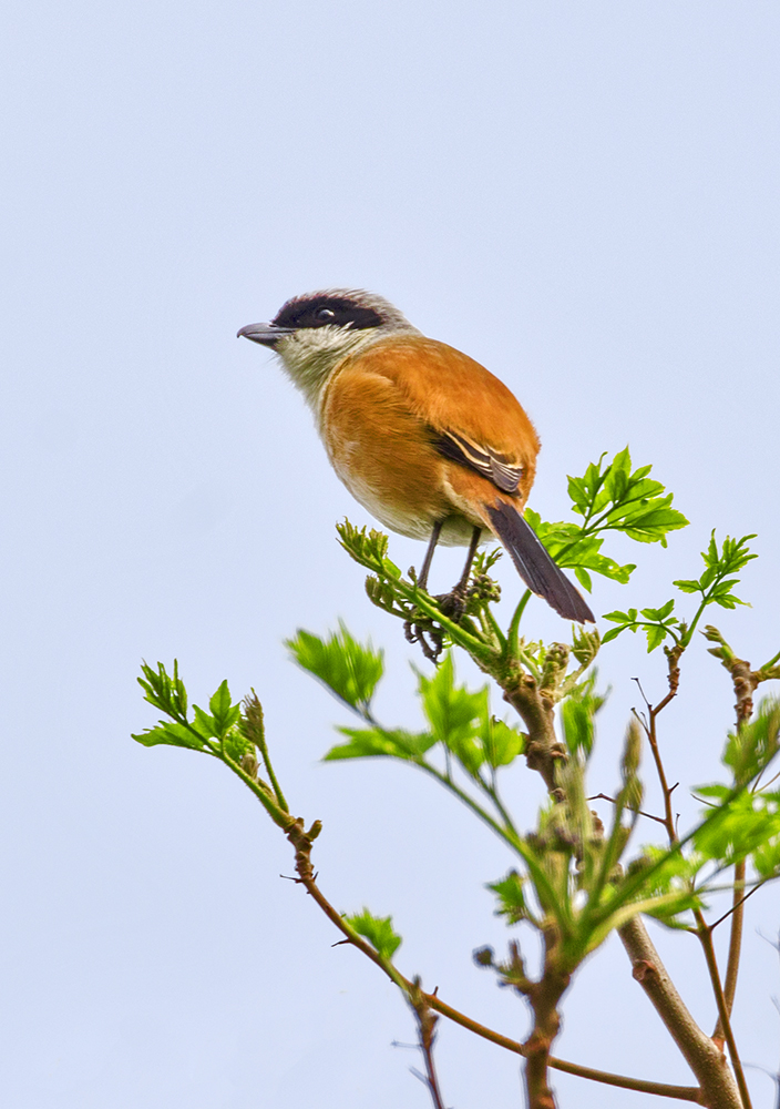 DSC_2952.jpg