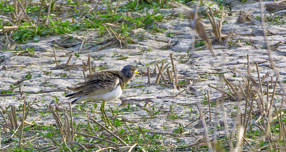 DSC_3019.jpg