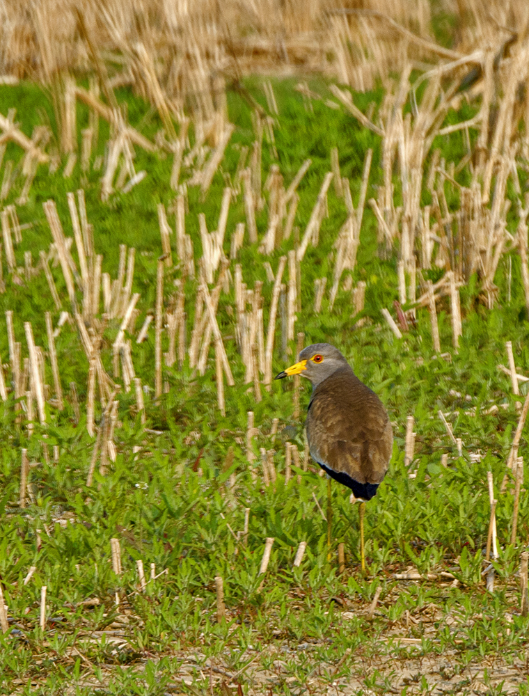 DSC_3045.jpg