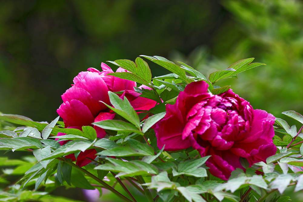 DSC_3199.jpg