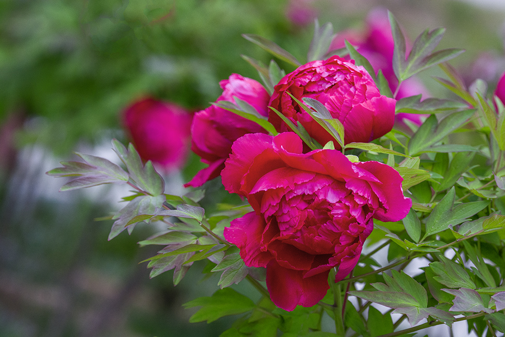 DSC_3139.jpg