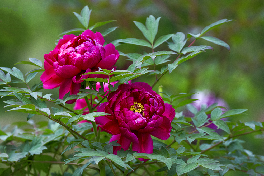 DSC_3137.jpg