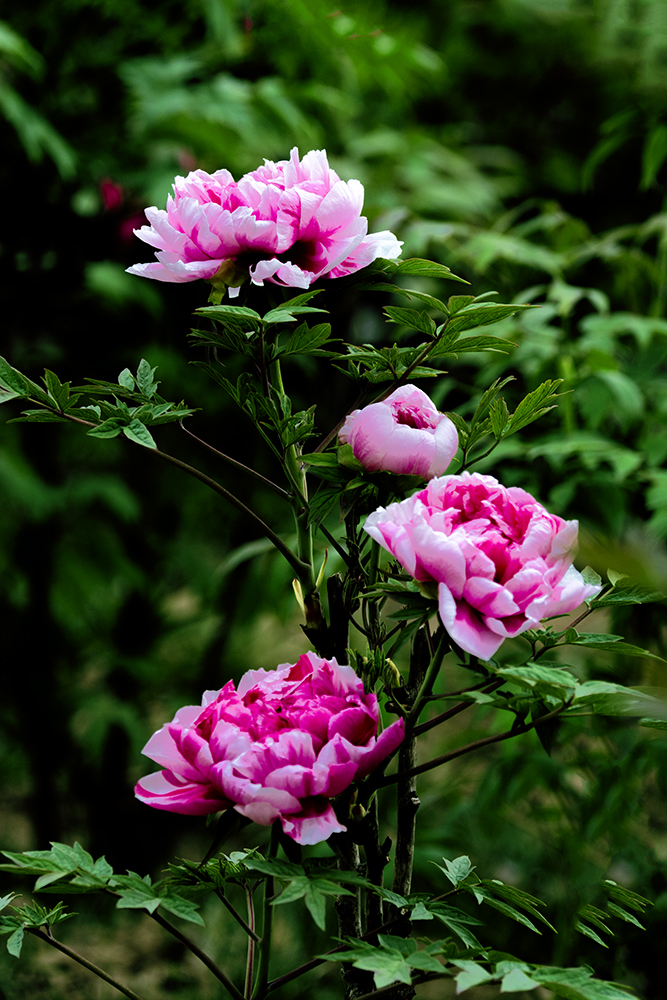 DSC_3156.jpg