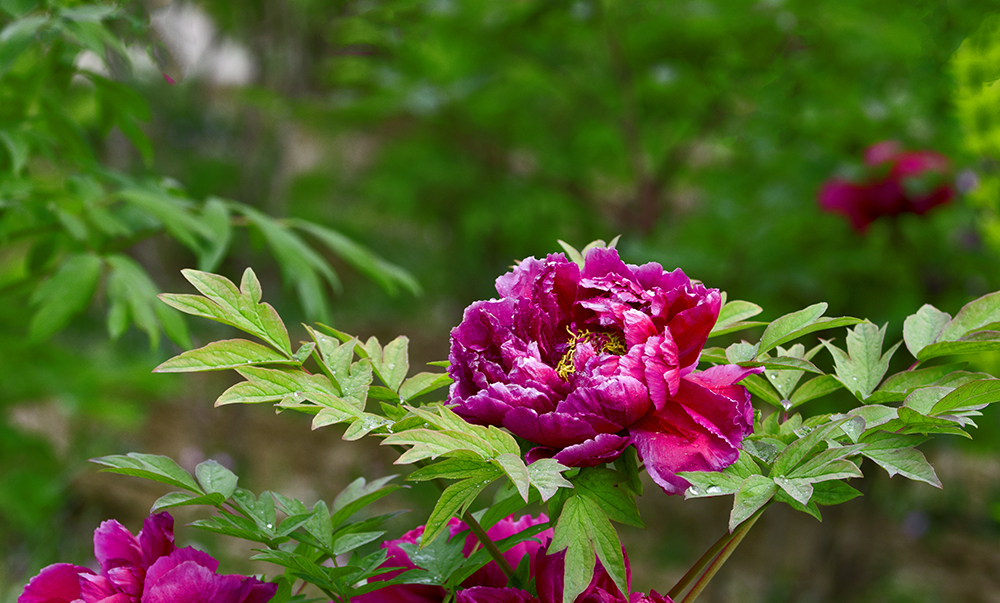 DSC_3164.jpg