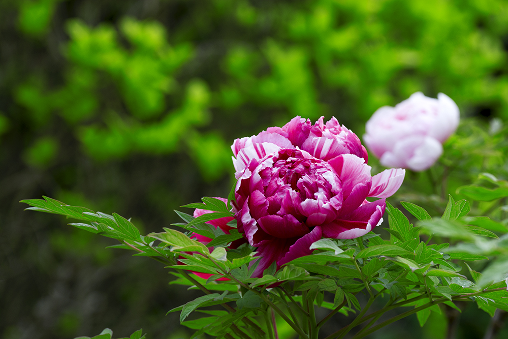 DSC_3161.jpg