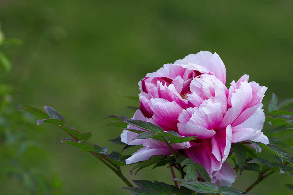 DSC_3171.jpg