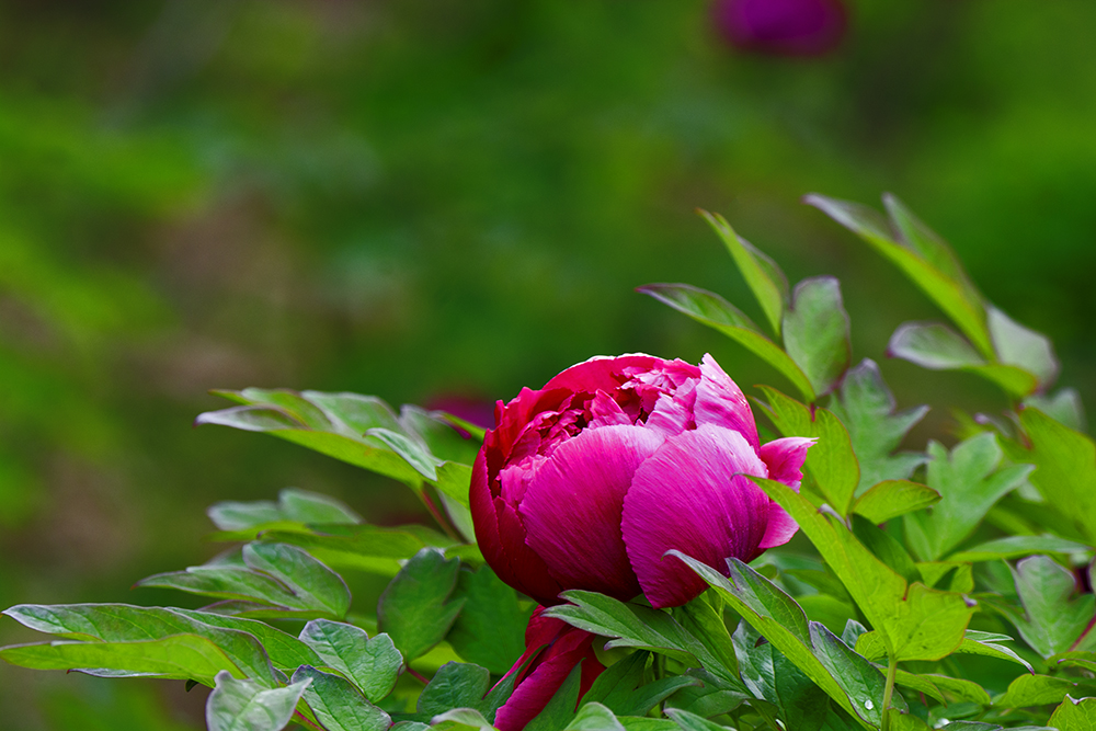 DSC_3177.jpg