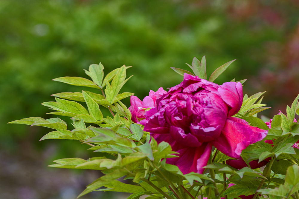 DSC_3176.jpg