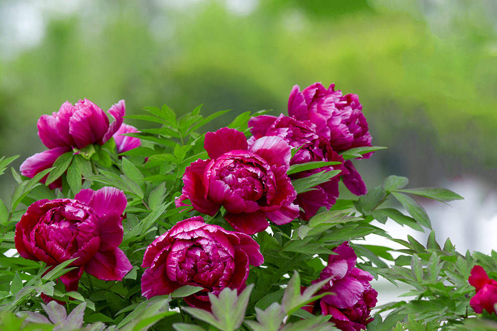 DSC_3186.jpg
