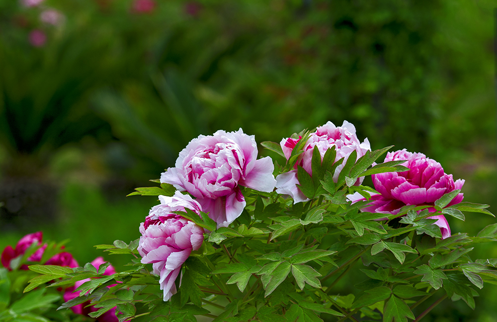 DSC_3188.jpg