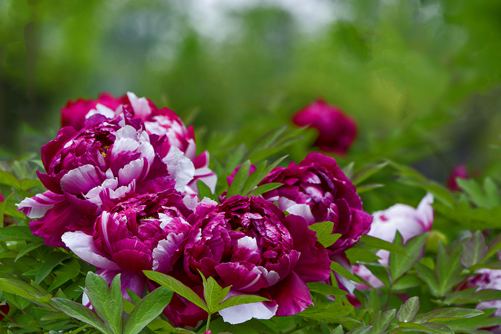 DSC_3195.jpg