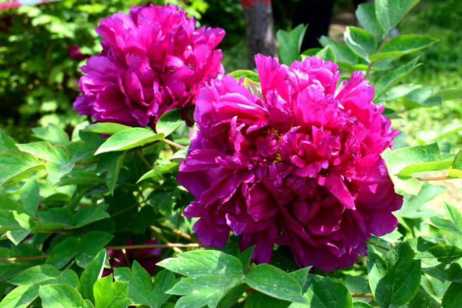 DSC_8102.jpg