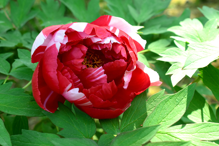 DSC_8105.jpg