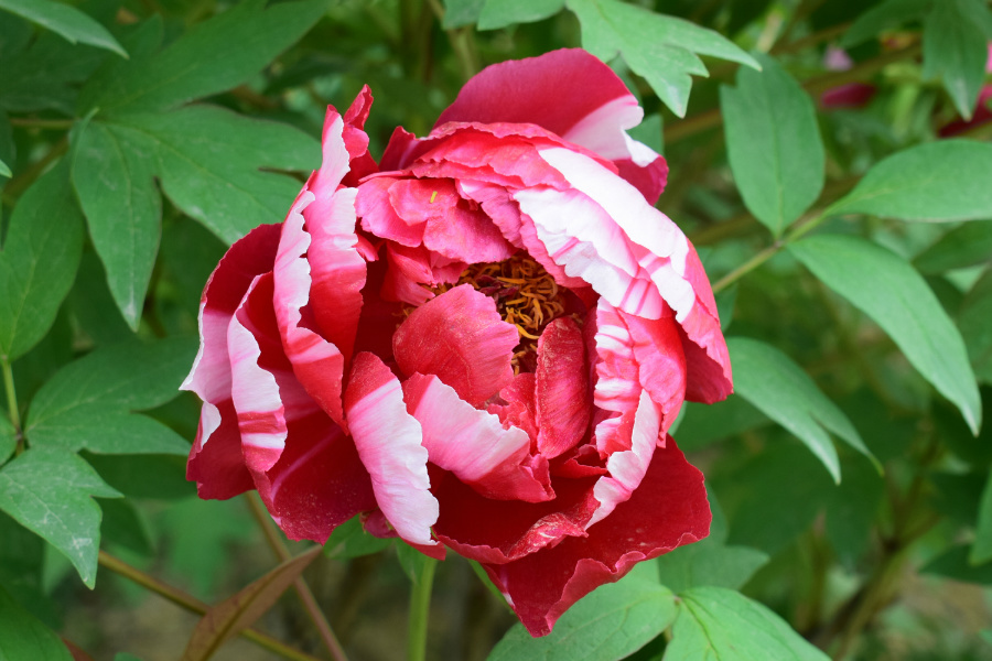 DSC_8107.jpg
