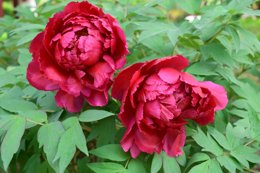 DSC_8110.jpg