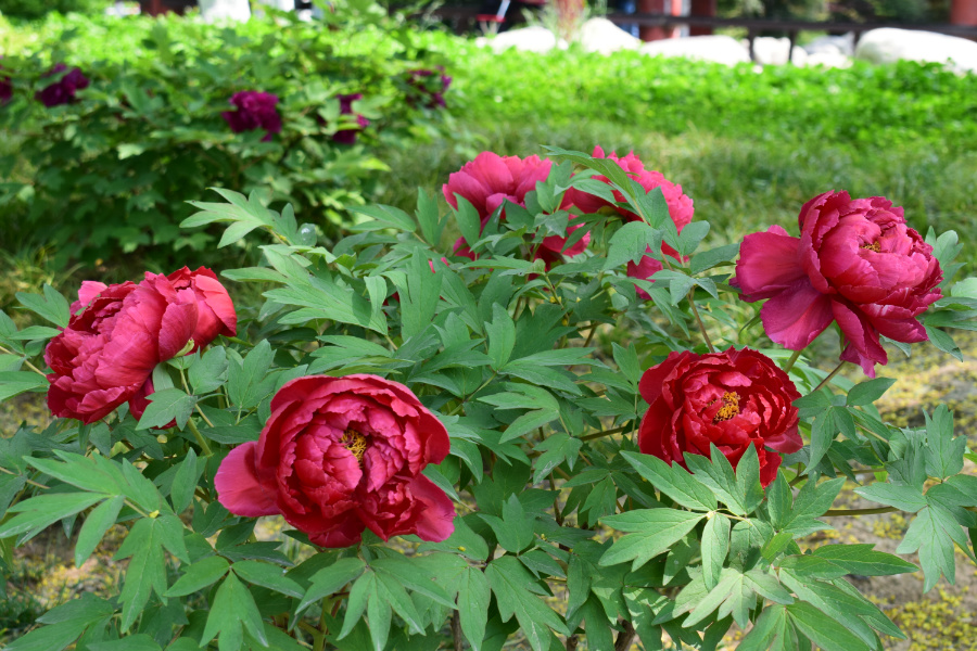 DSC_8111.jpg