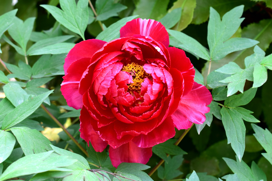 DSC_8112.jpg