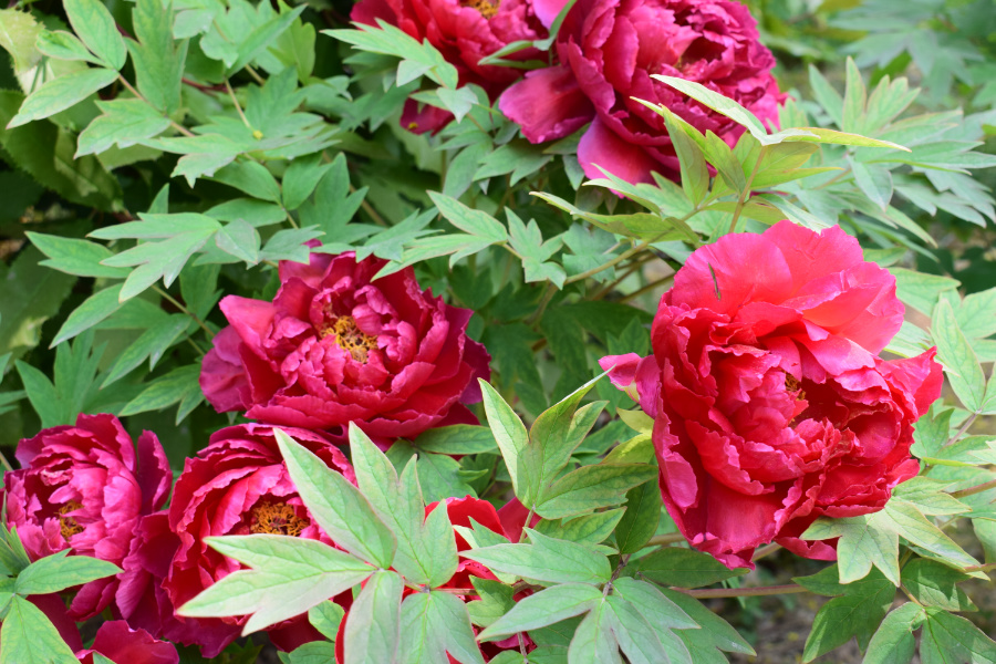 DSC_8113.jpg