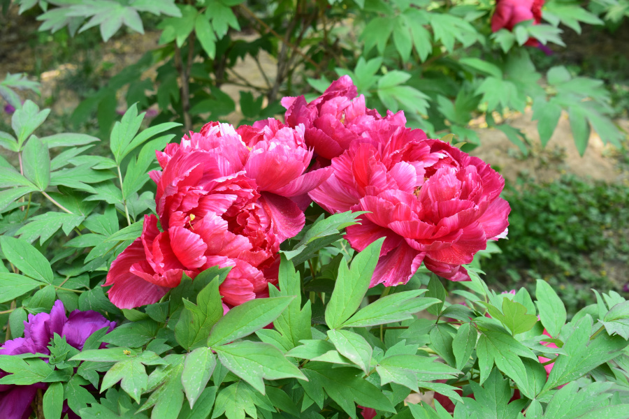 DSC_8116.jpg