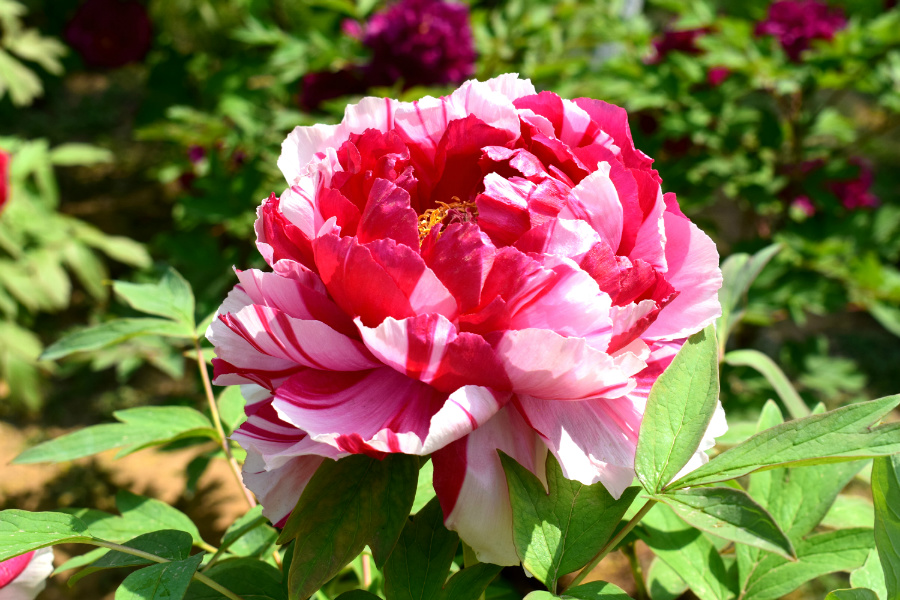 DSC_8119.jpg