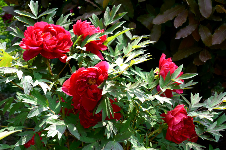 DSC_8121.jpg