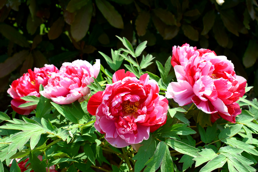 DSC_8123.jpg